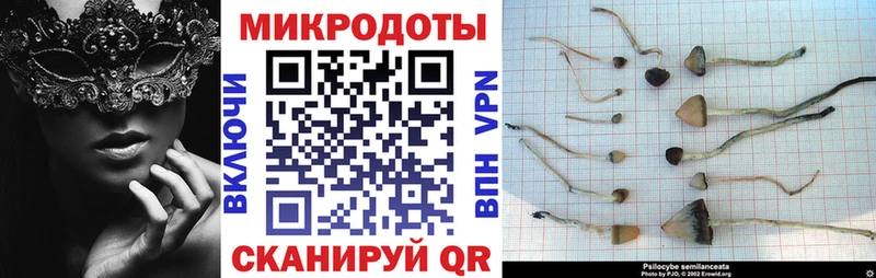 Псилоцибиновые грибы мицелий Новоалтайск